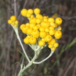 Chrysocephalum semipapposum at Aranda, ACT - 19 Nov 2017