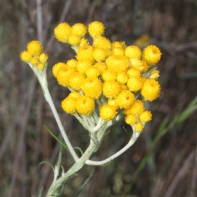 Chrysocephalum semipapposum (Clustered Everlasting) at Aranda, ACT - 18 Nov 2017 by PeteWoodall