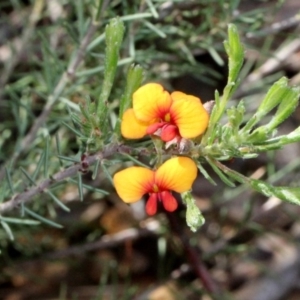 Dillwynia sp. at Aranda, ACT - 19 Nov 2017