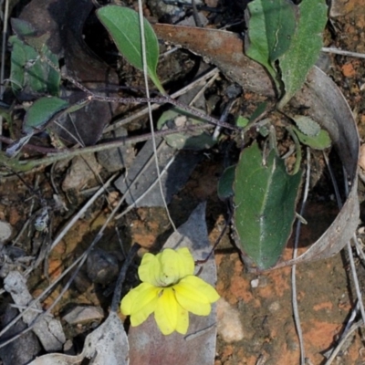 Goodenia hederacea subsp. hederacea (Ivy Goodenia, Forest Goodenia) at Aranda, ACT - 18 Nov 2017 by PeteWoodall