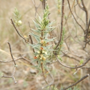 Melichrus urceolatus at Monash, ACT - 25 Oct 2018