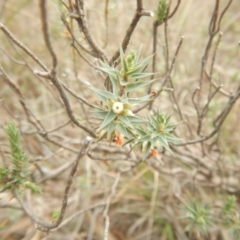 Melichrus urceolatus at Monash, ACT - 25 Oct 2018