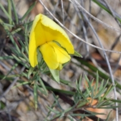 Gompholobium huegelii (pale wedge–pea) at Point 4010 - 19 Nov 2017 by PeteWoodall