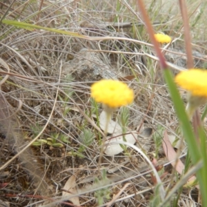 Leptorhynchos squamatus at Monash, ACT - 25 Oct 2018