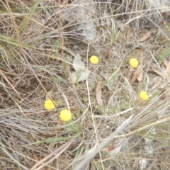 Leptorhynchos squamatus at Monash, ACT - 25 Oct 2018