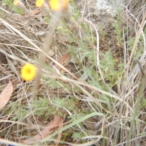 Leptorhynchos squamatus at Monash, ACT - 25 Oct 2018