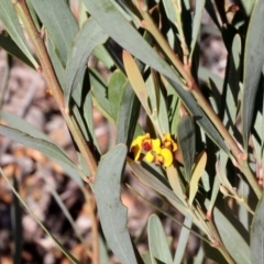 Daviesia mimosoides (Bitter Pea) at Dunlop, ACT - 18 Nov 2017 by PeteWoodall