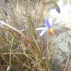 Dianella revoluta var. revoluta (Black-Anther Flax Lily) at Monash, ACT - 24 Oct 2018 by MichaelMulvaney