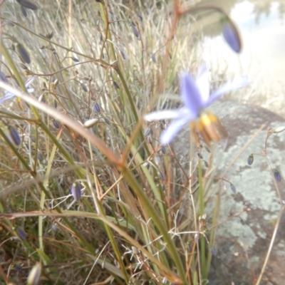 Dianella revoluta var. revoluta (Black-Anther Flax Lily) at Lake Tuggeranong - 25 Oct 2018 by MichaelMulvaney