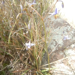 Dianella revoluta var. revoluta at Monash, ACT - 25 Oct 2018