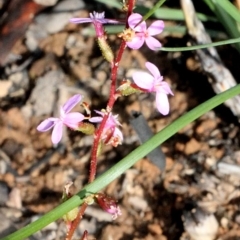 Stylidium graminifolium (Grass Triggerplant) at Aranda, ACT - 18 Nov 2017 by PeteWoodall