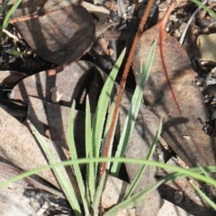 Stylidium graminifolium at Aranda, ACT - 19 Nov 2017 07:30 AM