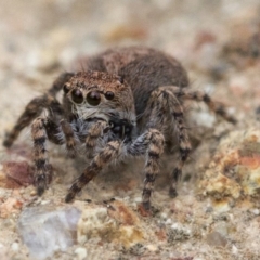 Servaea sp. (genus) (Unidentified Servaea jumping spider) at Uriarra Village, ACT - 24 Oct 2018 by JudithRoach