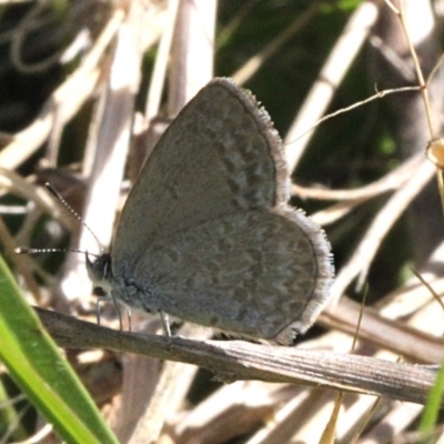 Zizina otis (Common Grass-Blue) at Aranda, ACT - 19 Nov 2017 by PeteWoodall