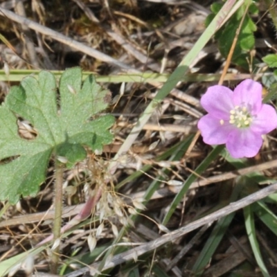 Geranium solanderi (Native Geranium) at Aranda, ACT - 19 Nov 2017 by PeteWoodall