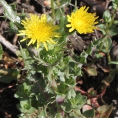 Sonchus asper (Prickly Sowthistle) at Aranda Bushland - 18 Nov 2017 by PeteWoodall