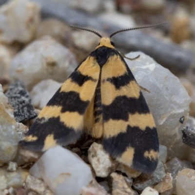 Thallarcha partita (Dark-banded Footman) at Coree, ACT - 24 Oct 2018 by JudithRoach