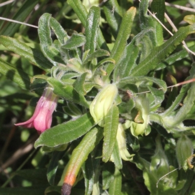 Billardiera scandens (Hairy Apple Berry) at Aranda, ACT - 19 Nov 2017 by PeteWoodall