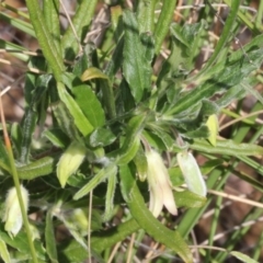 Billardiera scandens at Aranda, ACT - 19 Nov 2017 07:52 AM