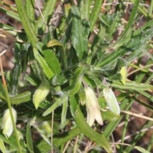 Billardiera scandens at Aranda, ACT - 19 Nov 2017 07:52 AM