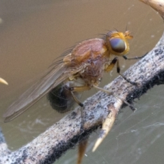 Lauxaniidae (family) (Unidentified lauxaniid fly) at Coree, ACT - 25 Oct 2018 by JudithRoach