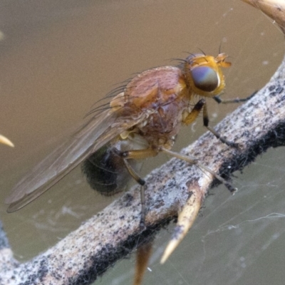 Lauxaniidae (family) (Unidentified lauxaniid fly) at Coree, ACT - 25 Oct 2018 by JudithRoach