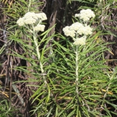 Cassinia longifolia (Shiny Cassinia, Cauliflower Bush) at Aranda, ACT - 19 Nov 2017 by PeteWoodall