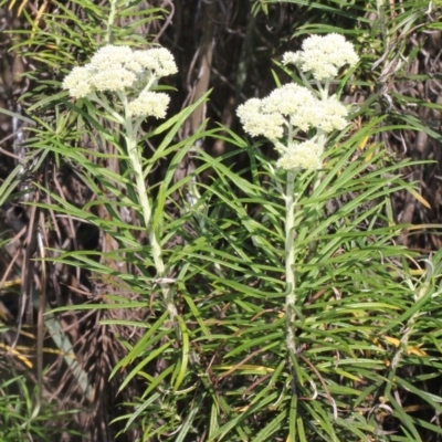 Cassinia longifolia (Shiny Cassinia, Cauliflower Bush) at Aranda, ACT - 18 Nov 2017 by PeteWoodall