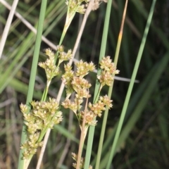 Juncus sp. (A Rush) at Aranda, ACT - 19 Nov 2017 by PeteWoodall