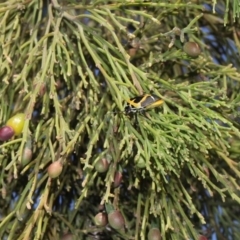 Exocarpos cupressiformis (Cherry Ballart) at Aranda, ACT - 19 Nov 2017 by PeteWoodall