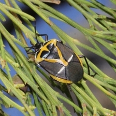 Commius elegans (Cherry Ballart Shield Bug) at Aranda, ACT - 18 Nov 2017 by PeteWoodall