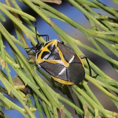 Commius elegans (Cherry Ballart Shield Bug) at Aranda, ACT - 18 Nov 2017 by PeteWoodall