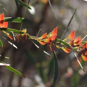 Daviesia mimosoides at Dunlop, ACT - 19 Nov 2017