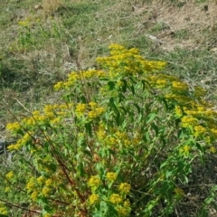 Euphorbia oblongata (Egg-leaf Spurge) at Isaacs Ridge - 25 Oct 2018 by Mike