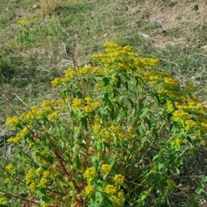 Euphorbia oblongata at Isaacs, ACT - 25 Oct 2018 05:29 PM