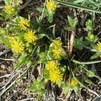 Triptilodiscus pygmaeus (Annual Daisy) at Isaacs, ACT - 25 Oct 2018 by Mike