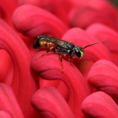 Hylaeus (Prosopisteron) littleri (Hylaeine colletid bee) at Acton, ACT - 21 Oct 2018 by TimL