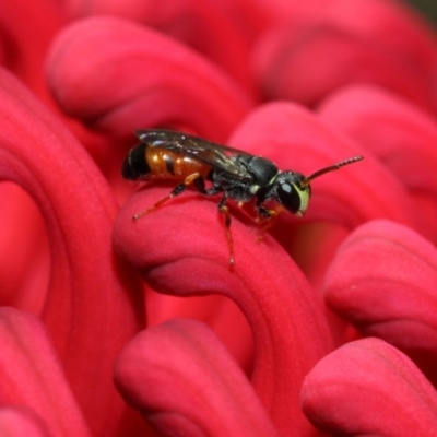 Hylaeus (Prosopisteron) littleri (Hylaeine colletid bee) at Acton, ACT - 21 Oct 2018 by TimL