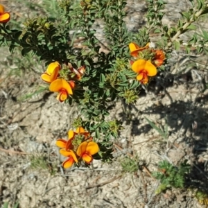 Pultenaea procumbens at Isaacs Ridge - 25 Oct 2018 04:59 PM