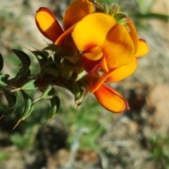 Pultenaea procumbens at Isaacs Ridge - 25 Oct 2018 04:59 PM