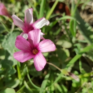 Oxalis articulata at Isaacs, ACT - 26 Oct 2018