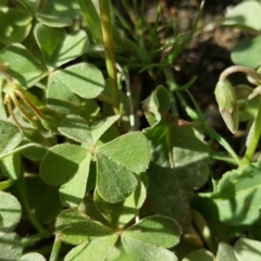 Oxalis articulata at Isaacs, ACT - 26 Oct 2018