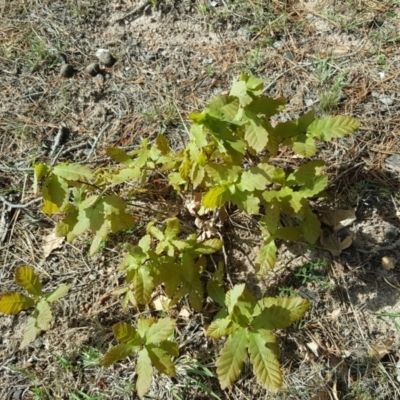 Quercus robur (English Oak) at Isaacs, ACT - 25 Oct 2018 by Mike