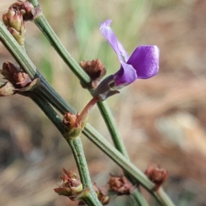 Hardenbergia violacea at Isaacs, ACT - 25 Oct 2018 04:04 PM