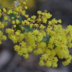 Acacia pravissima (Wedge-leaved Wattle, Ovens Wattle) at Wamboin, NSW - 27 Sep 2018 by natureguy