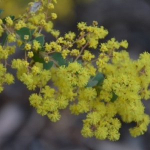 Acacia pravissima at Wamboin, NSW - 27 Sep 2018 10:23 AM