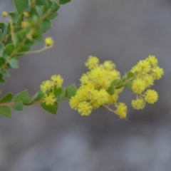 Acacia pravissima at Wamboin, NSW - 27 Sep 2018 10:23 AM