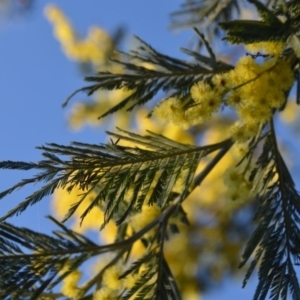 Acacia sp. at Wamboin, NSW - 27 Sep 2018