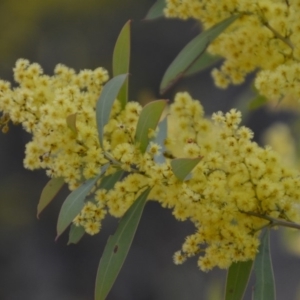 Acacia rubida at Wamboin, NSW - 27 Sep 2018 11:24 AM