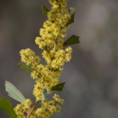 Acacia rubida at Wamboin, NSW - 27 Sep 2018 11:24 AM